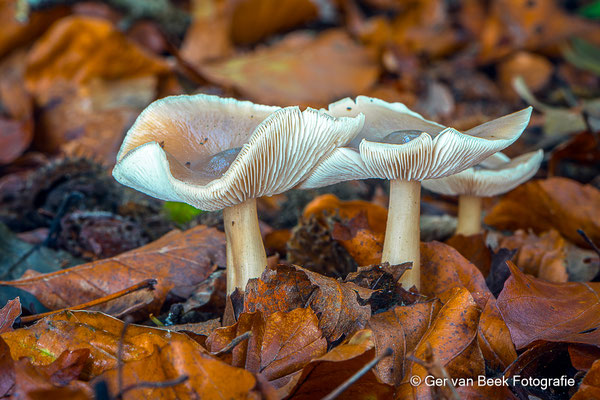 Botercollybia