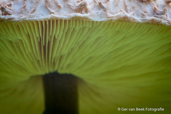Grote Parasolzwam