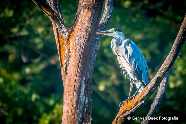 Blauwe reiger