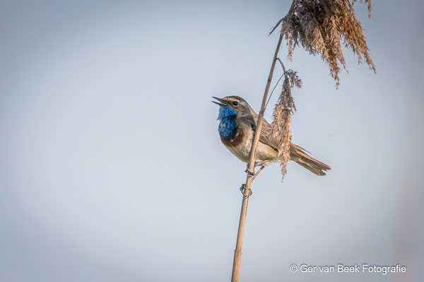 Blauwborst