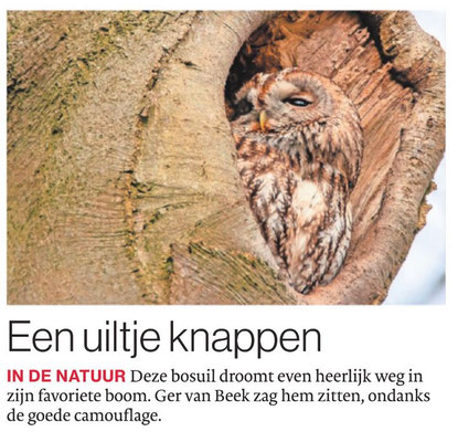 Bosuil, Brabants Dagblad