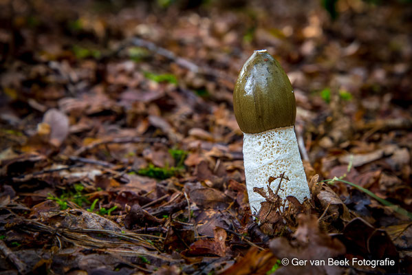 Grote stinkzwam