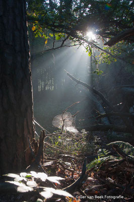 Vleugje licht
