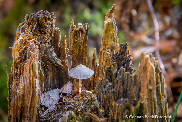 Bleekgele Mycena