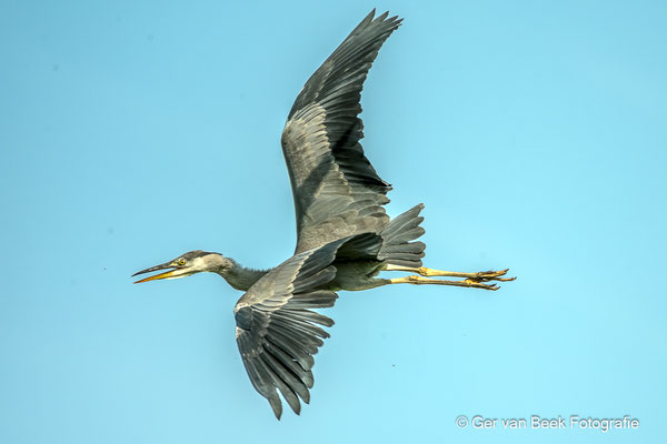 Blauwe reiger