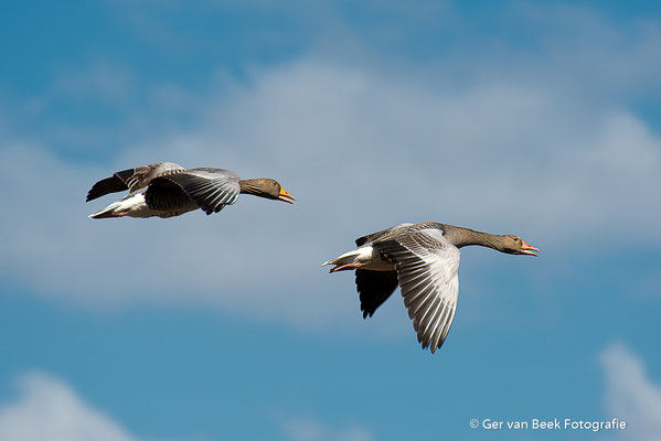 Grauwe gans
