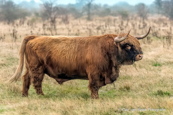 Schotse hooglander