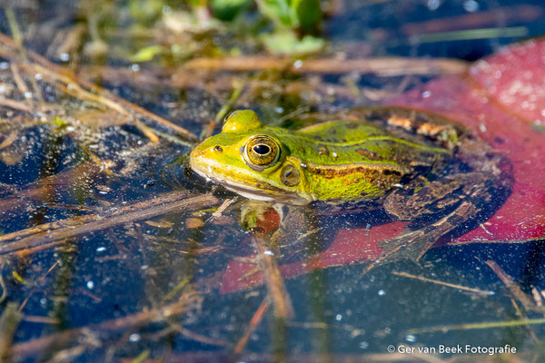 Groene kikker
