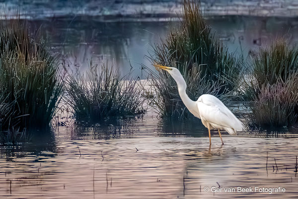 Grote zilverreiger