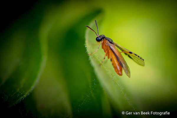 Athalia spec.
