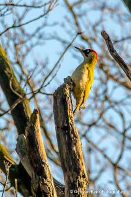 Groene specht