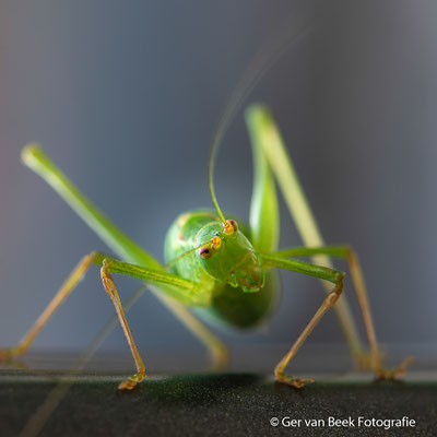 Groene struiksprinkhaan