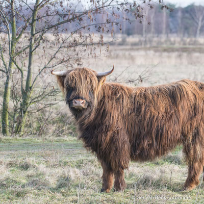 Schotse Hooglander