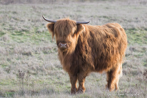 Schotse Hooglander