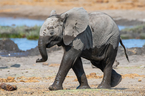 Afrikaanse olifant