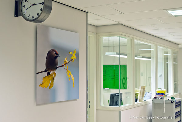 Cardiocare Jeroen Bosch Ziekenhuis