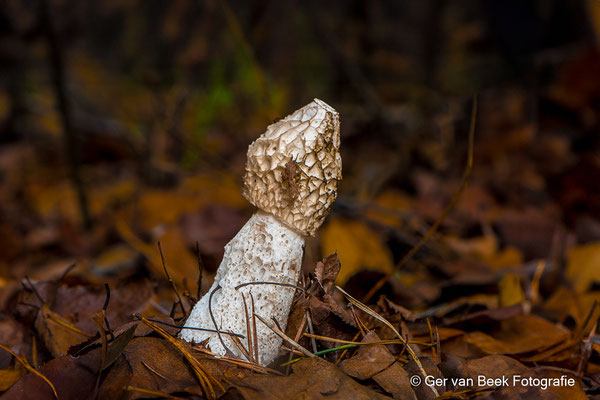 Grote stinkzwam