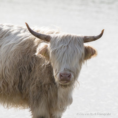 Schotse Hooglander