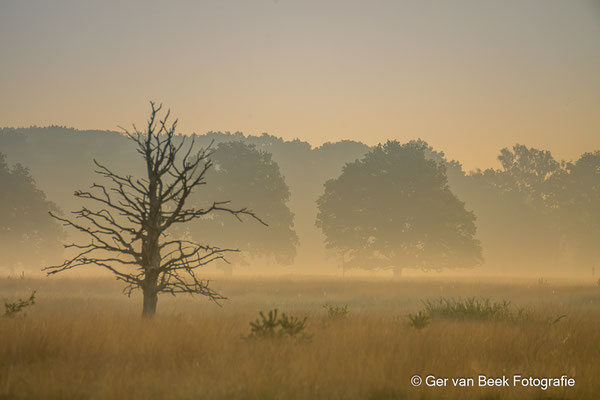 Kampina