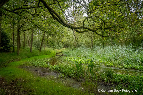 Oisterwijkse bossen en vennen