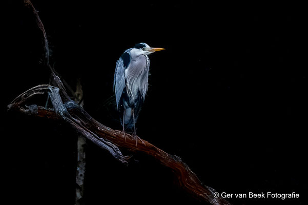 Blauwe reiger