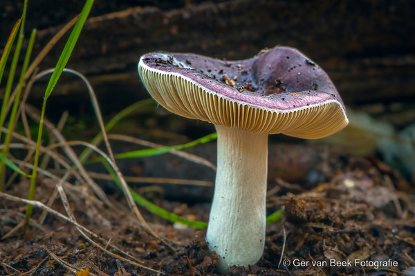 Papilrusella