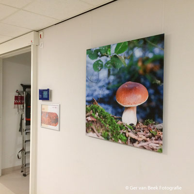 Dialyse afdeling Jeroen Bosch Ziekenhuis