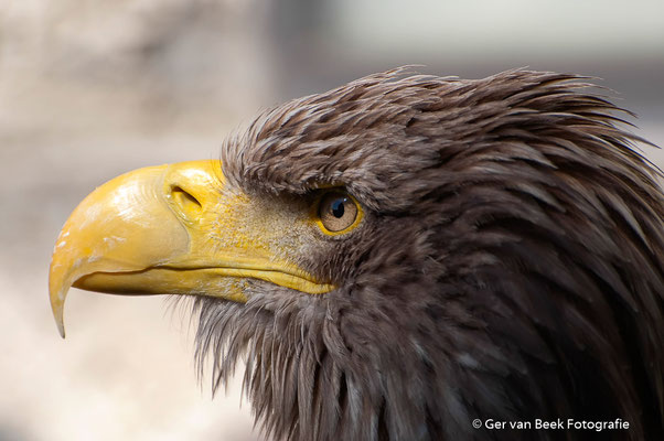Zeearend