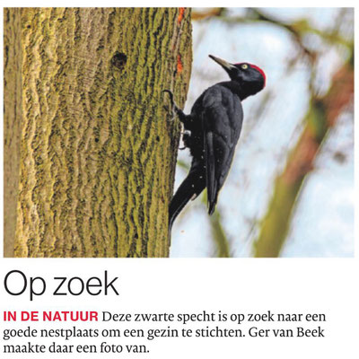 Zwarte specht, Brabants Dagblad