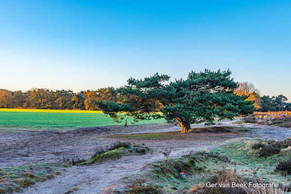 Regte heide