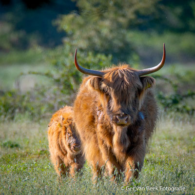 Schotse hooglander