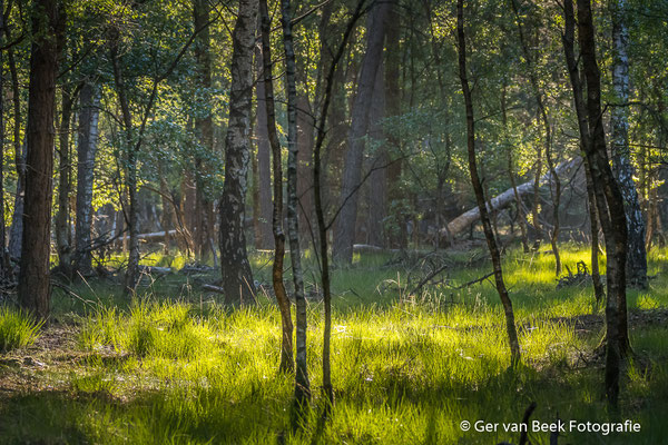 Huis ter Heide