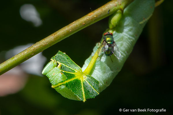 Rups Lindepijlstaart