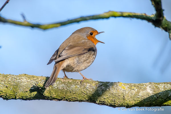 Roodborst