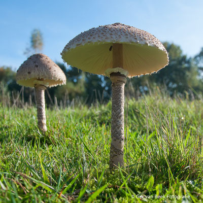 Grote Parasolzwam
