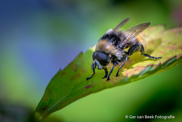 Grote Narcisvlieg