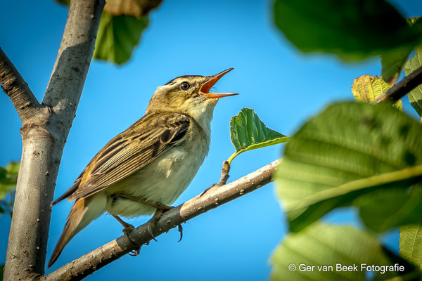 Rietzanger