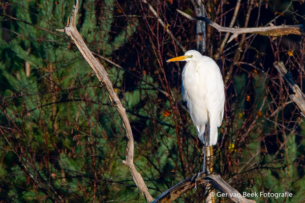 Grote Zilverreiger