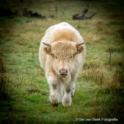 Schotse hooglander