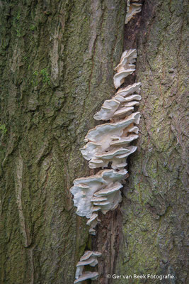 Witte Bultzwam