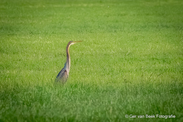 Purperreiger