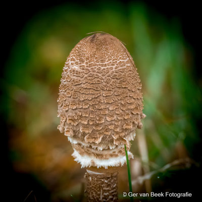 Grote parasolzwam