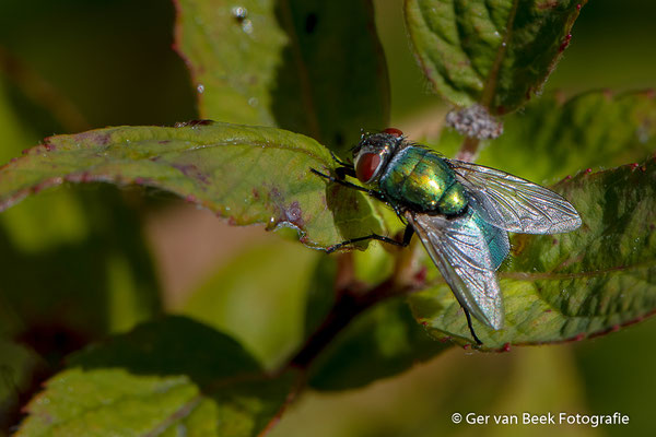 Groene keizervlieg