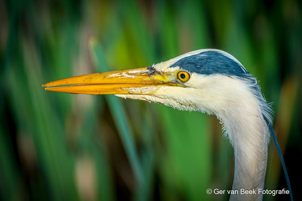 Blauwe reiger
