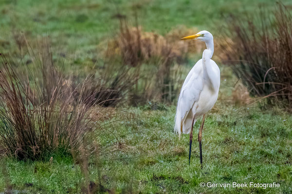 Grote zilverreiger