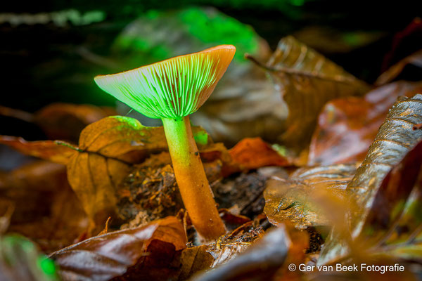 Russula