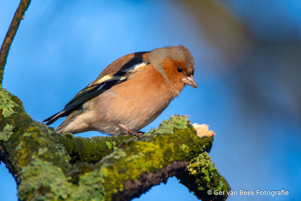 Vink