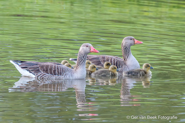 Grauwe gans