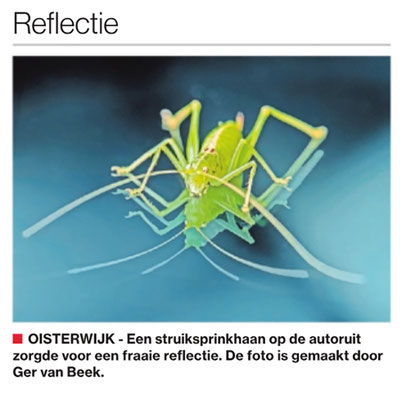 Reflectie, Brabants Dagblad
