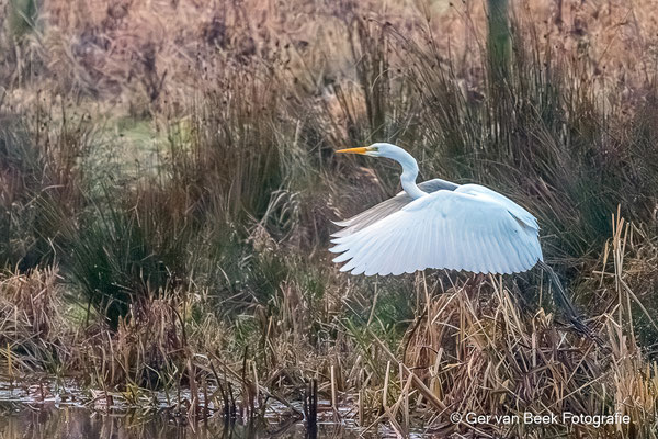 Grote zilverreiger